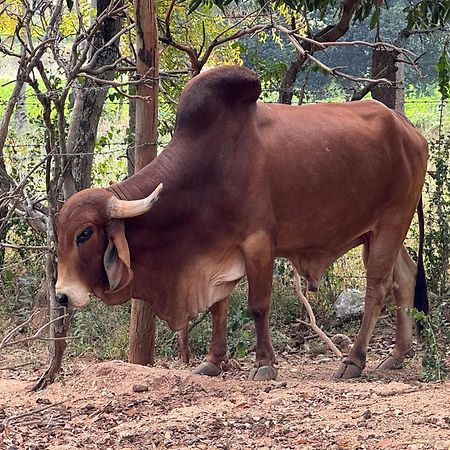 Chikoo Farm Inn Bengaluru Zewnętrze zdjęcie