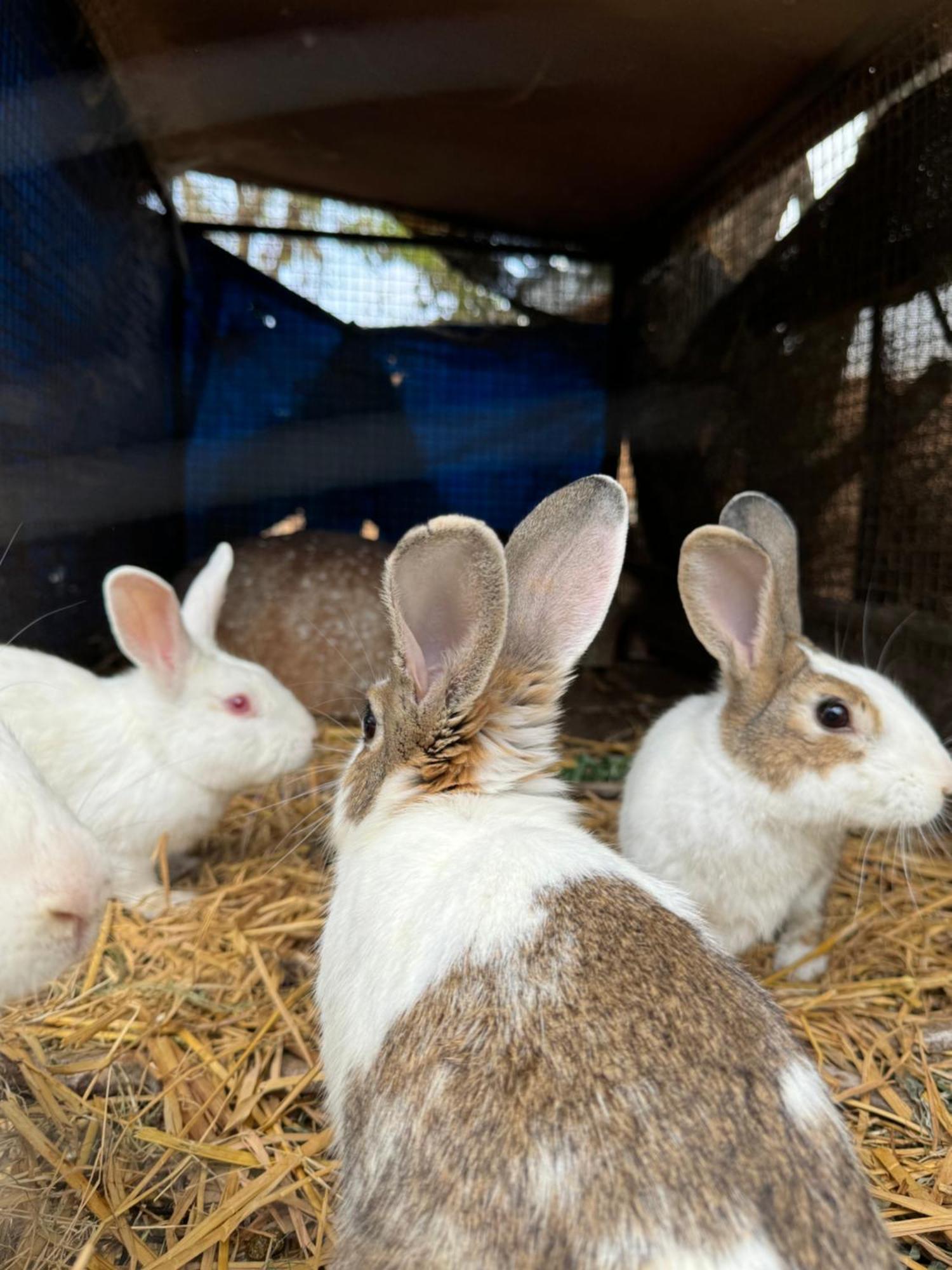 Chikoo Farm Inn Bengaluru Zewnętrze zdjęcie