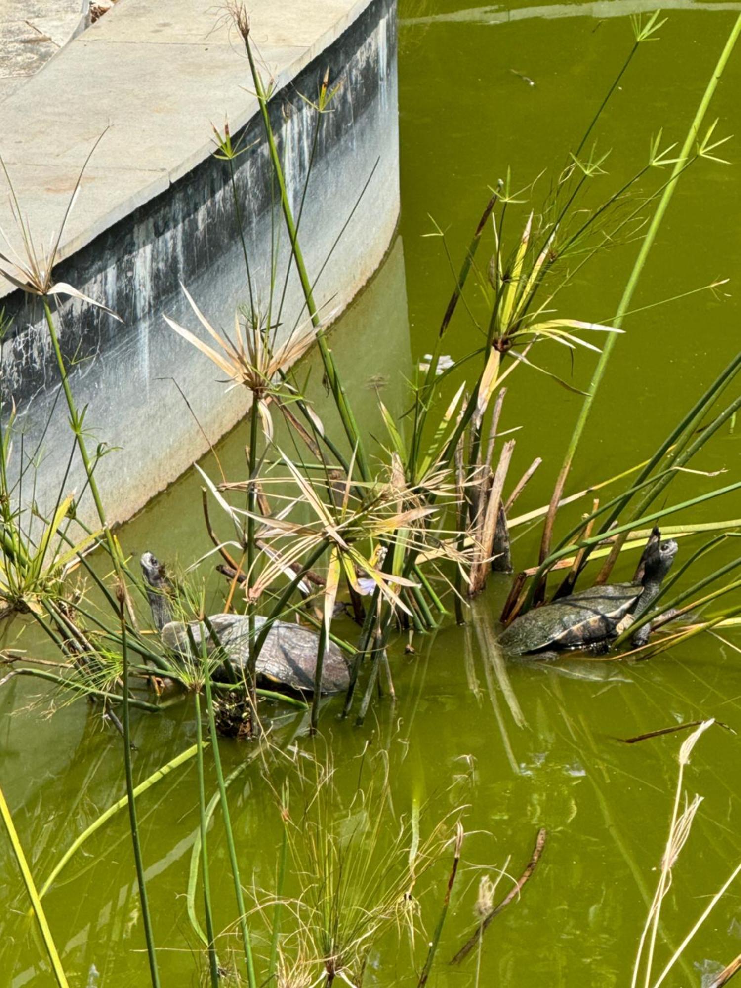 Chikoo Farm Inn Bengaluru Zewnętrze zdjęcie