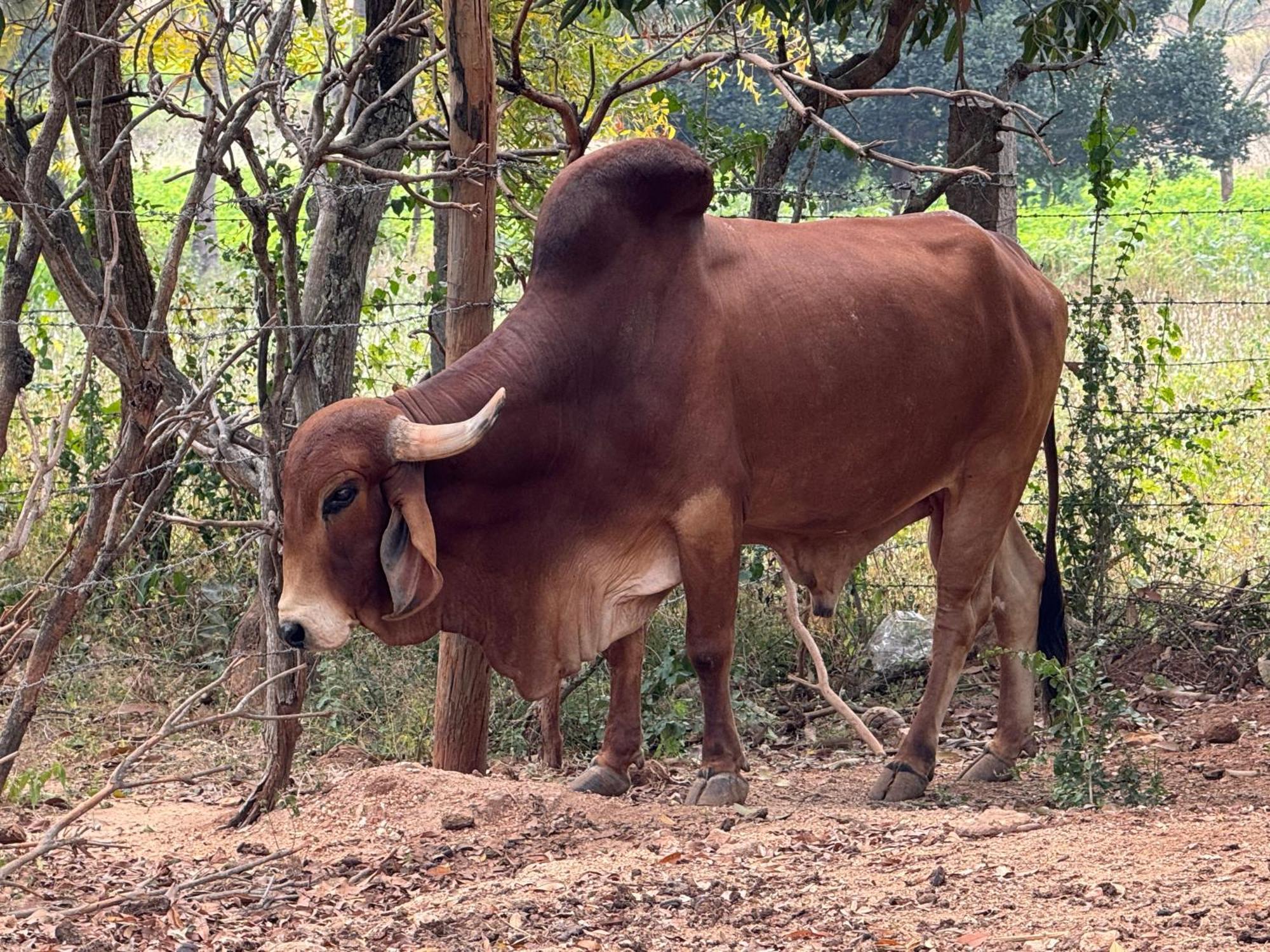 Chikoo Farm Inn Bengaluru Zewnętrze zdjęcie