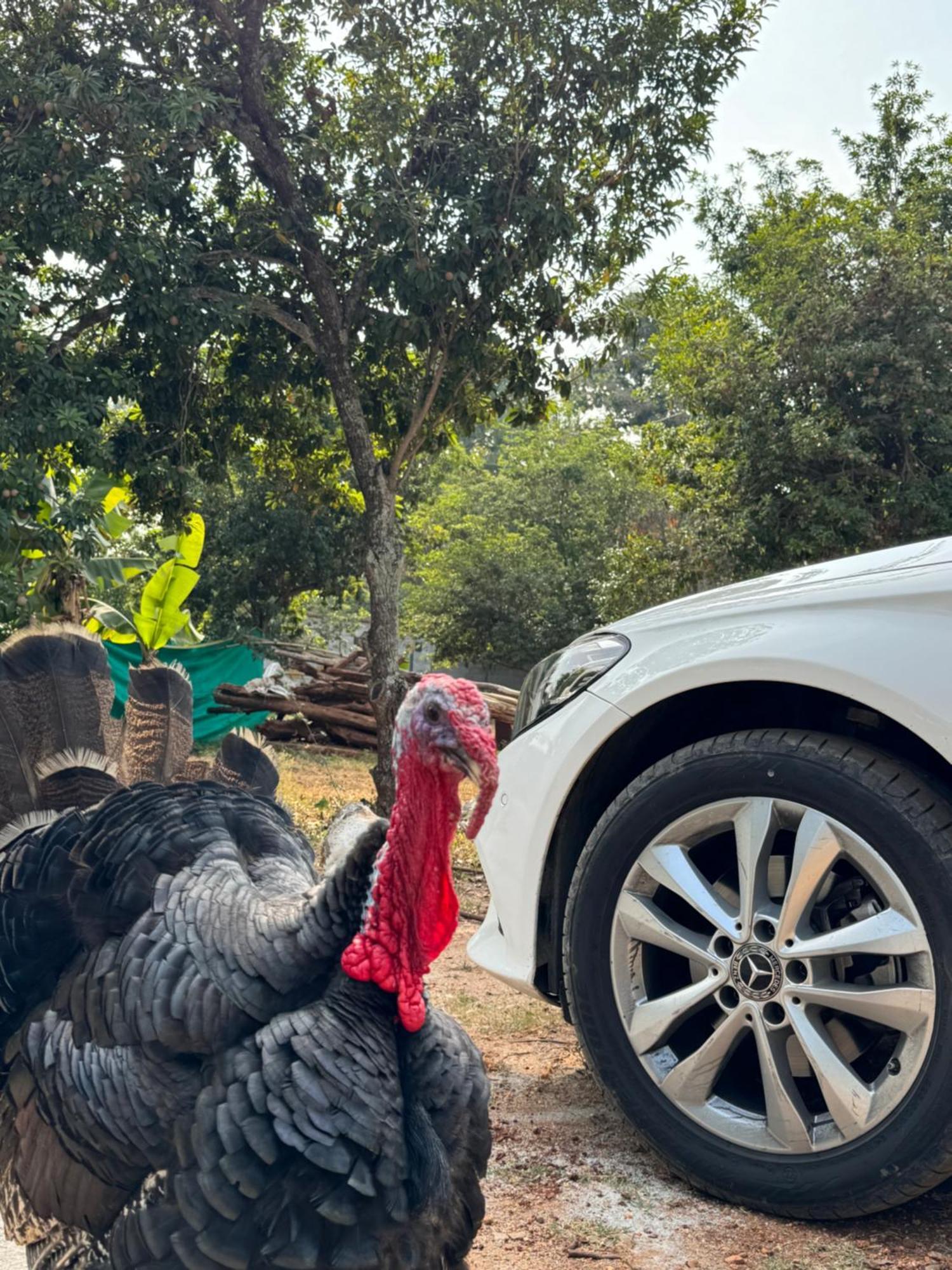 Chikoo Farm Inn Bengaluru Zewnętrze zdjęcie